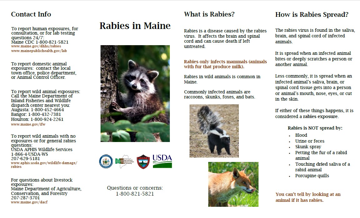 Rabies in Maine 